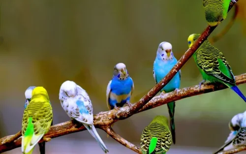العصافير المغردة