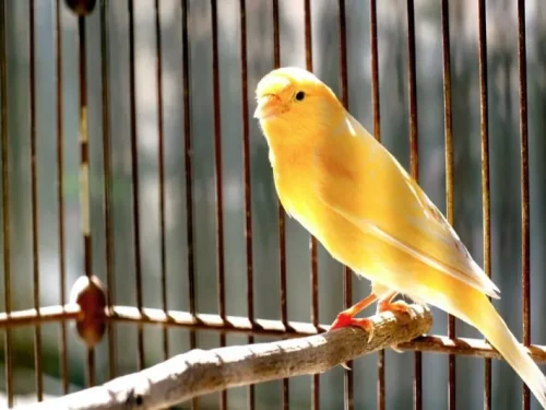 أنواع العصافير الكناري