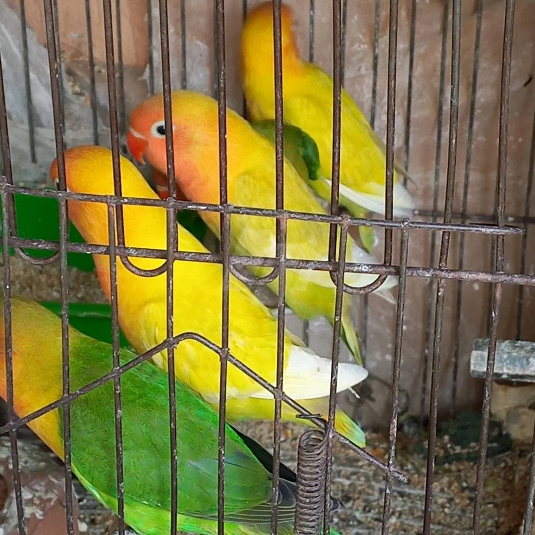 عصافير روز لاتيني وفيشر للبيع