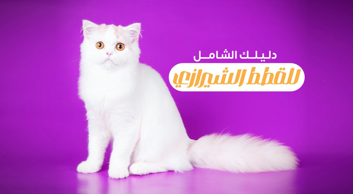 قطط شيرازي: دليل شامل التربية وطرق الرعاية والأسعار