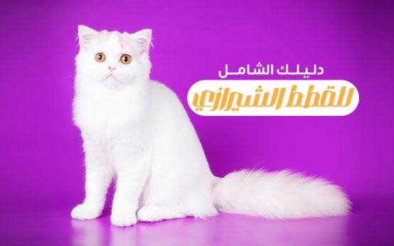 قطط شيرازي: دليل شامل التربية وطرق الرعاية والأسعار