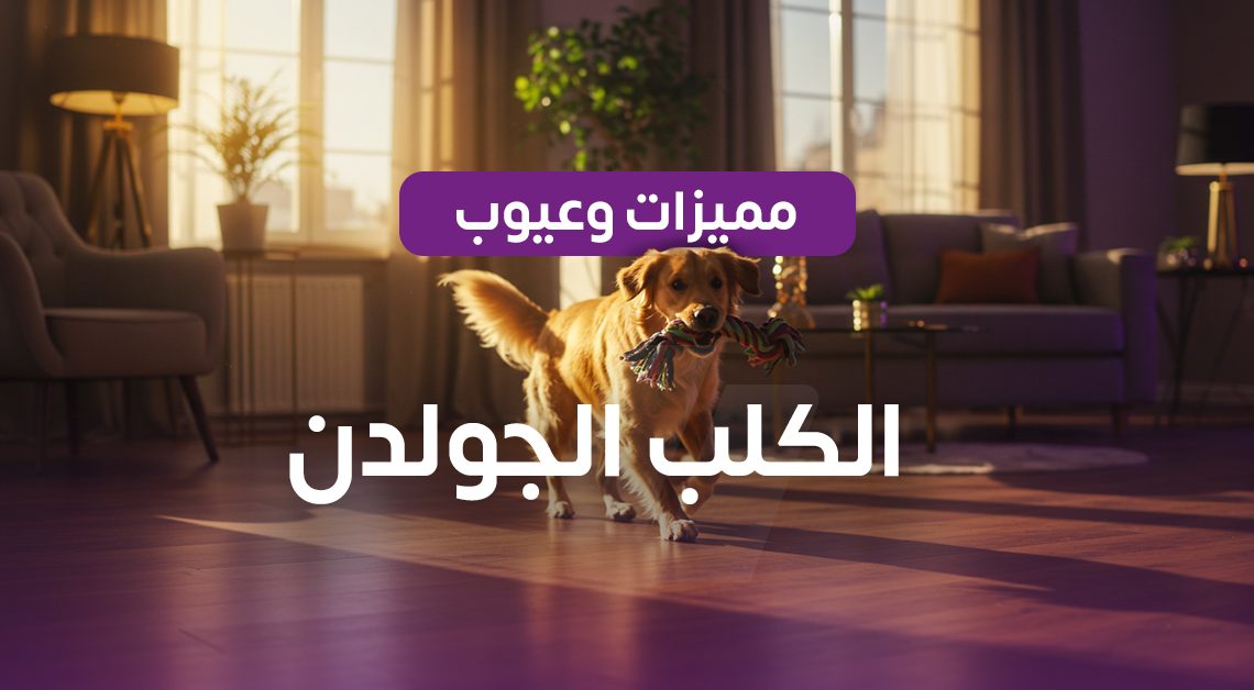 كلب جولدن للبيع - فورسواب