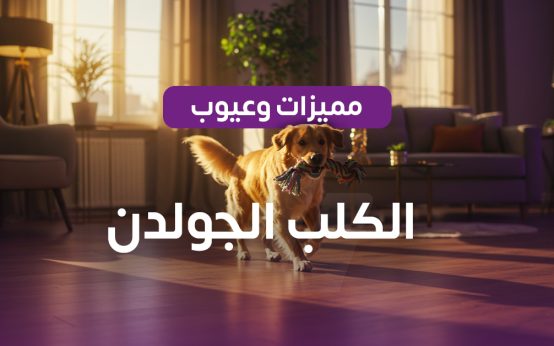 كلب جولدن للبيع - فورسواب